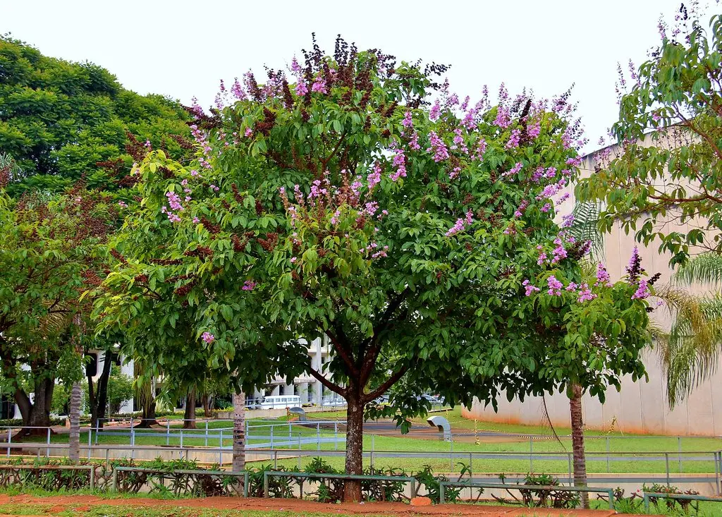 Nội thất gỗ bằng lăng: Đặc trưng và cách nhận biết